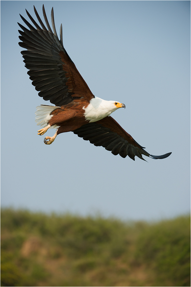 African Fish Eagle soaring high