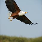 African Fish Eagle soaring high