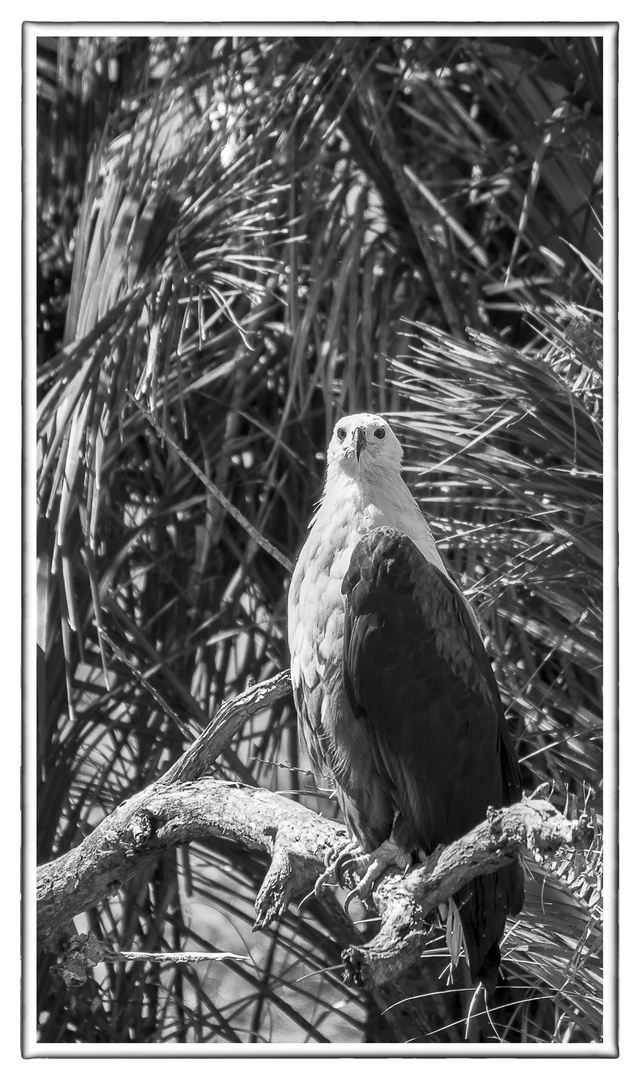 African Fish Eagle - St. Lucia Wetland