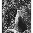 African Fish Eagle - St. Lucia Wetland