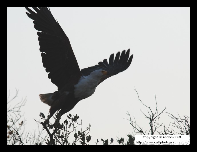 African Fish Eagle taking off from its pirch