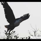 African Fish Eagle taking off from its pirch