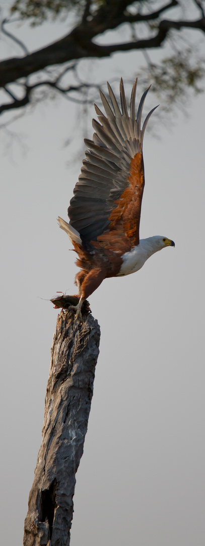 African FIsheagle.....