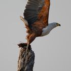 African FIsheagle.....