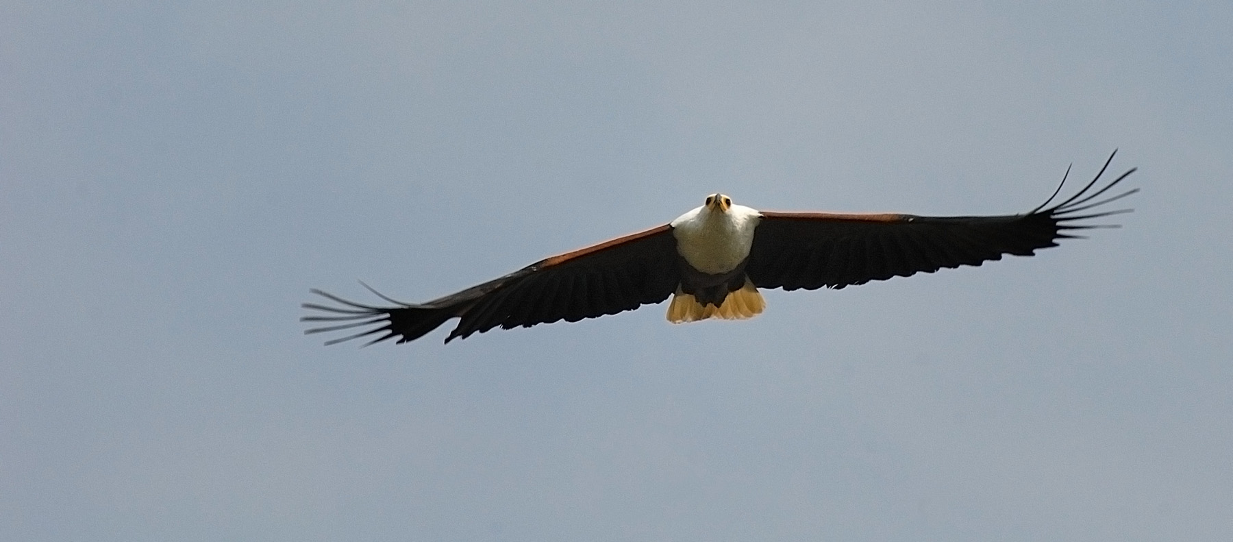 african fisheagle