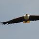 african fisheagle