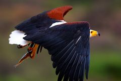 african fisheagle