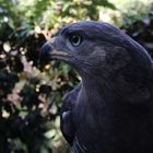 AFRICAN GOSHAWK .