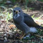 AFRICAN GOSHAWK