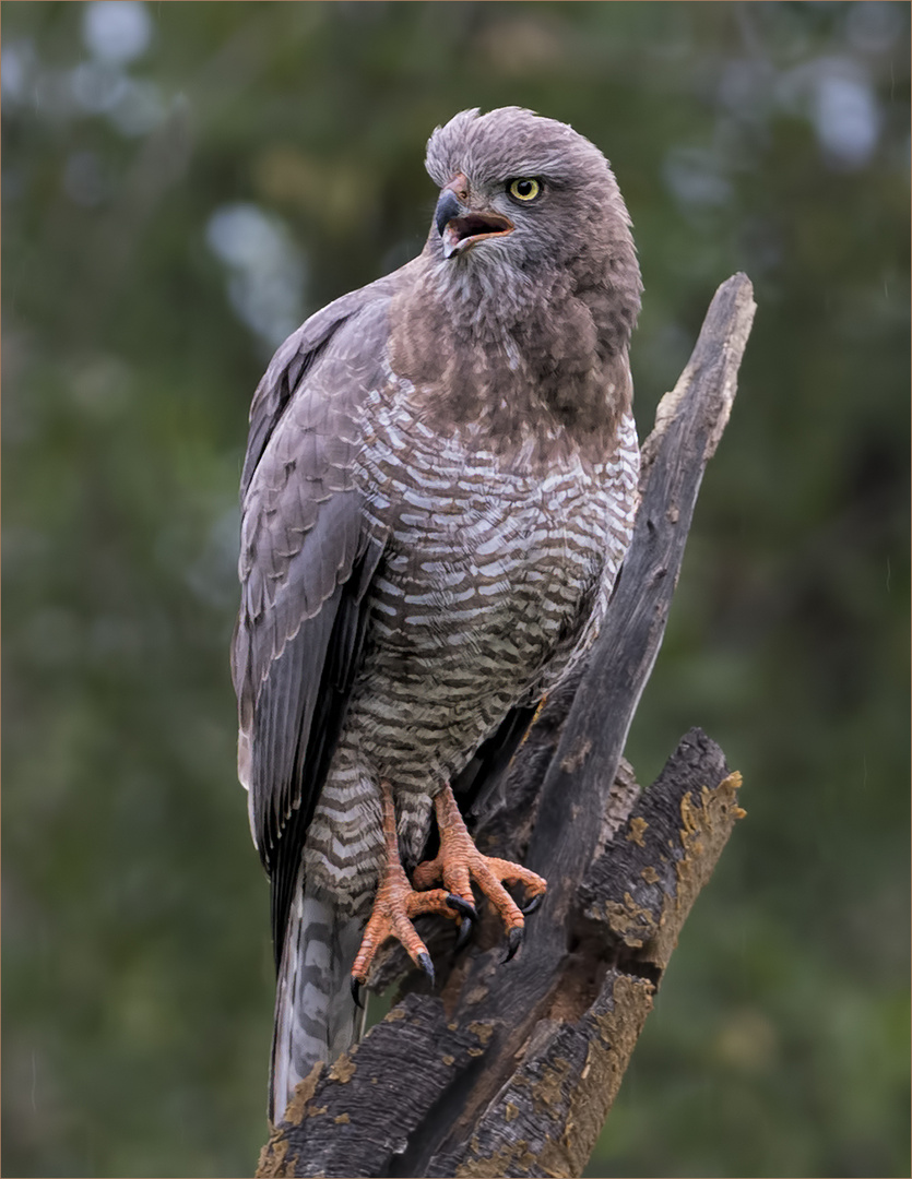 African Goshawk, Indlovu river lodge (Südafrika)