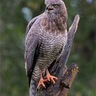 African Goshawk, Indlovu river lodge (Südafrika)