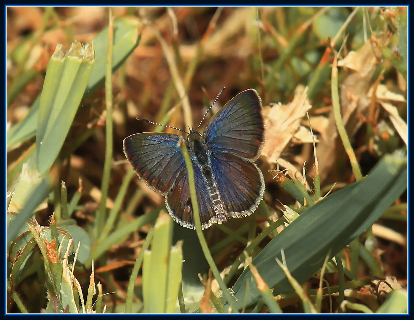 African Grass Blue