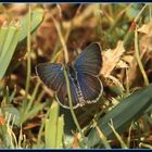 African Grass Blue