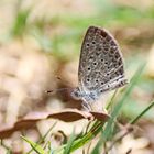 African grass blue (Zizeeria knysna)