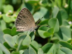 African Grass Blue (Zizeeria knysna)