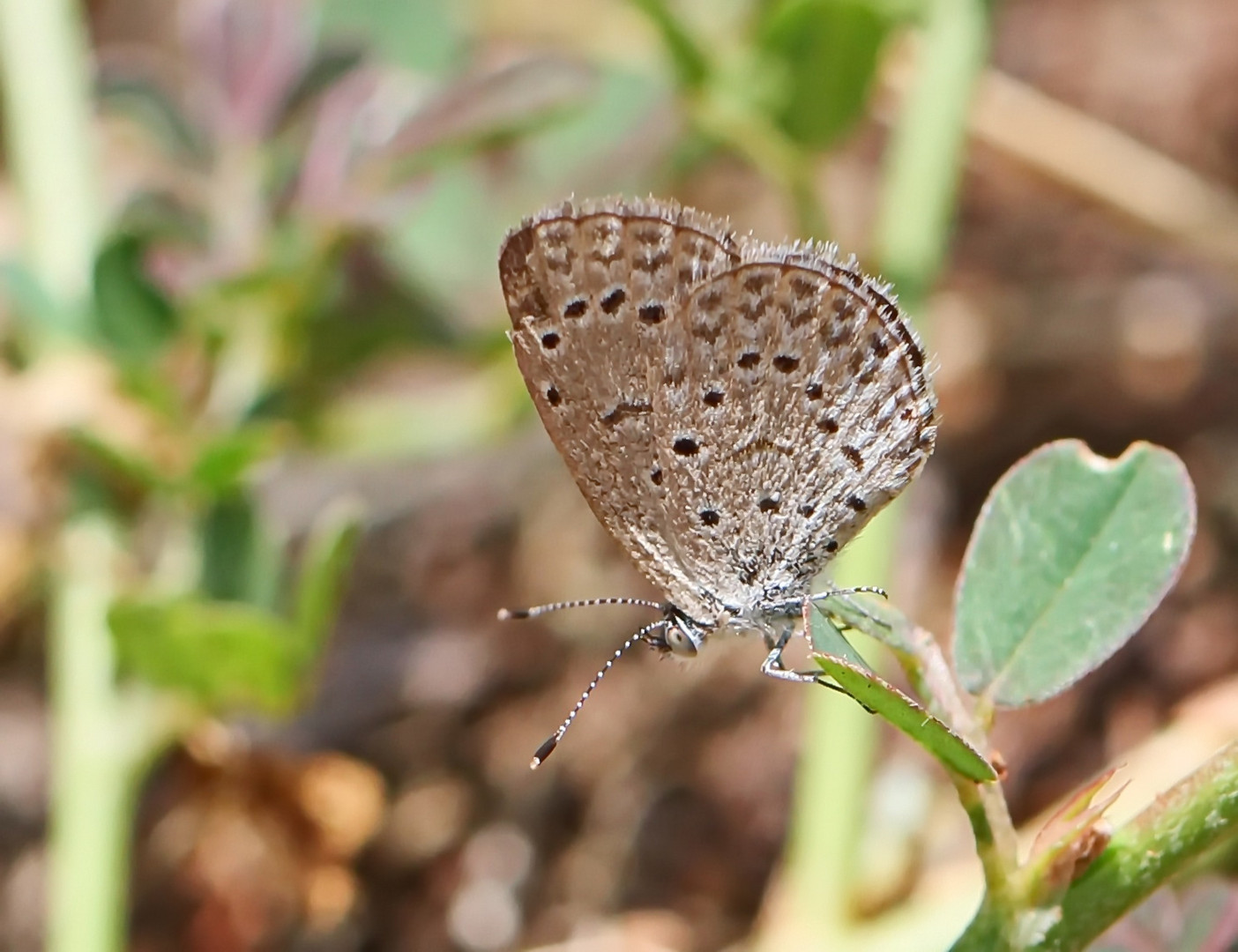 African grass blue (Zizeeria knysna)