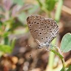 African grass blue (Zizeeria knysna)