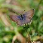 African Grass Blue (Zizeeria knysna) - Oberseite