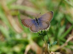 African Grass Blue (Zizeeria knysna) - Oberseite