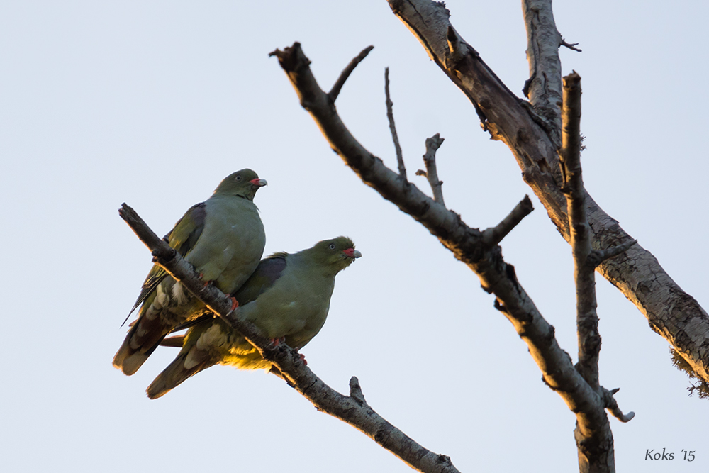 African green-pigeon