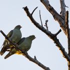 African green-pigeon