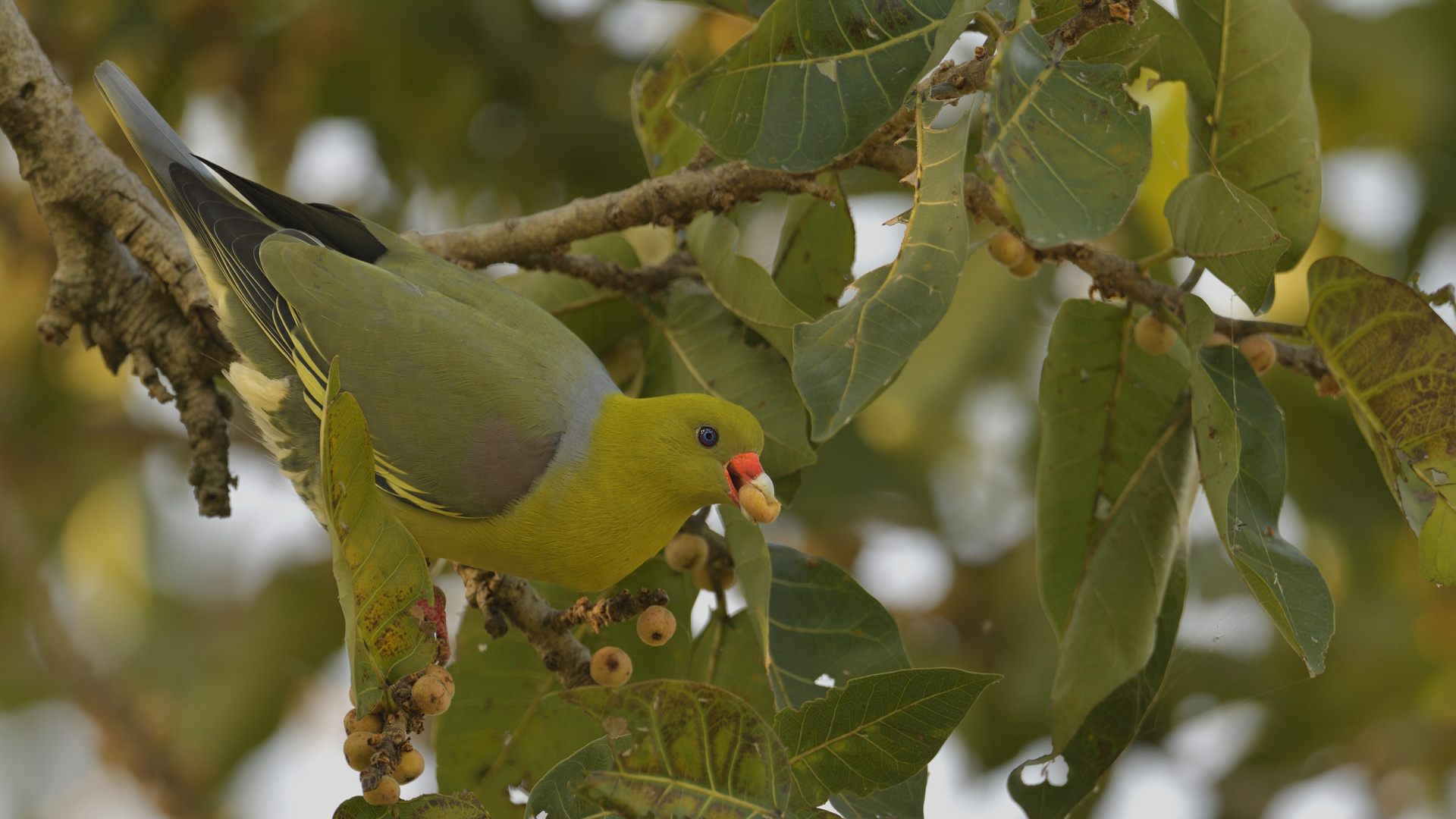 African Green-Pigeon