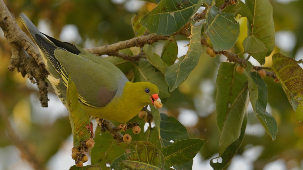 African Green-Pigeon