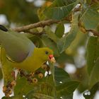 African Green-Pigeon