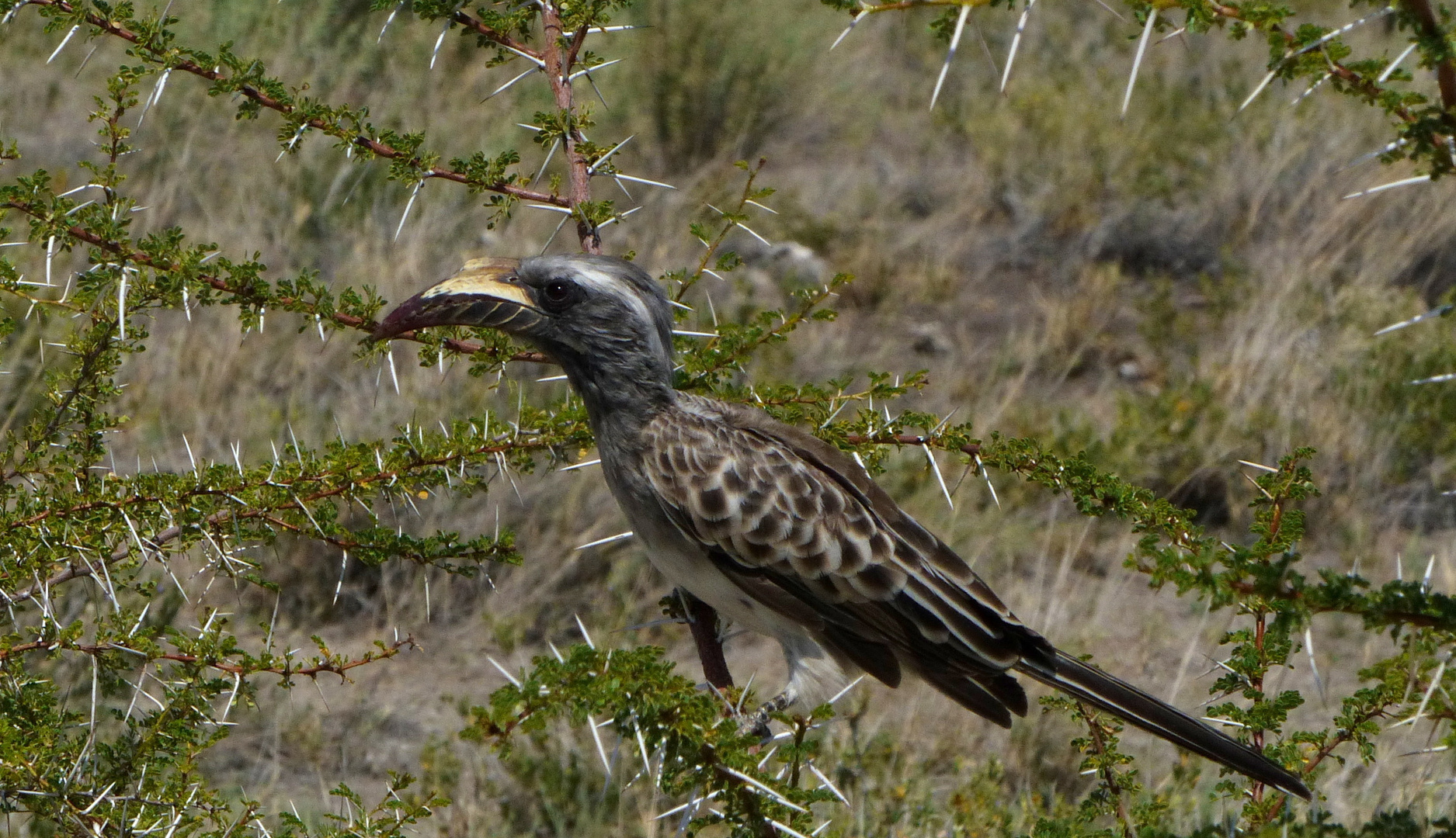 - African Grey Hornbill -