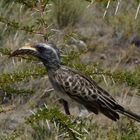 - African Grey Hornbill -