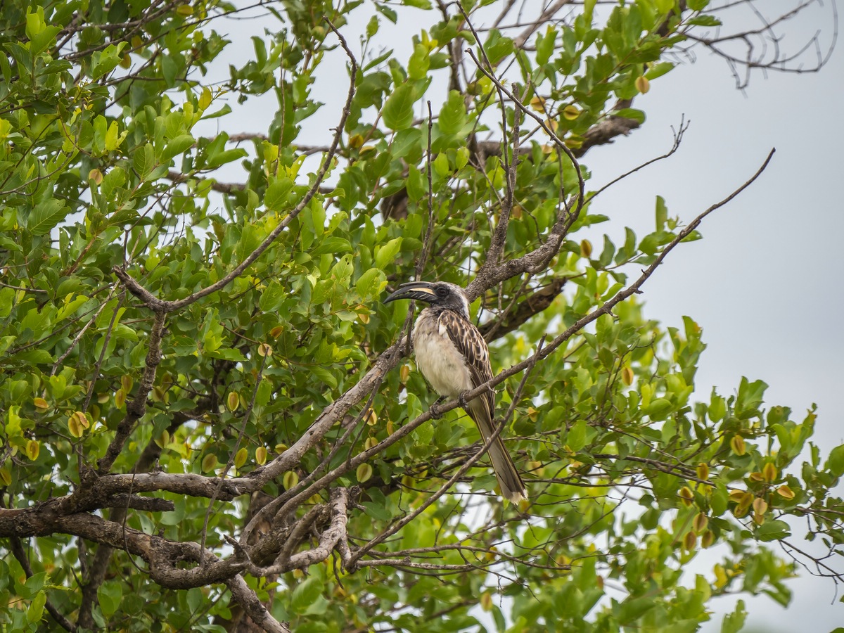  African grey hornbill - Grautoko