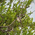  African grey hornbill - Grautoko