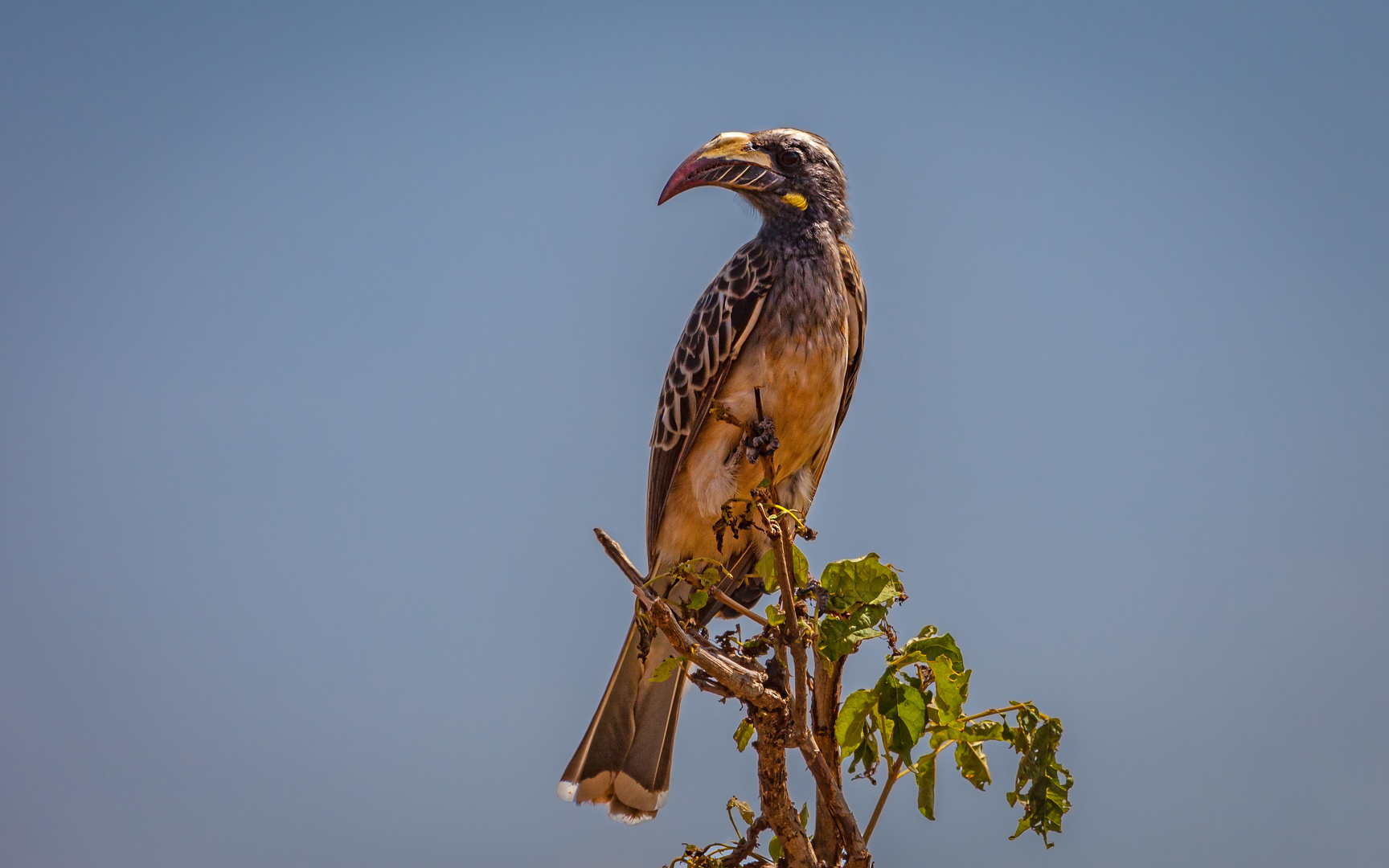 African Grey Hornbill (w)