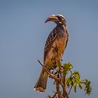 African Grey Hornbill (w)