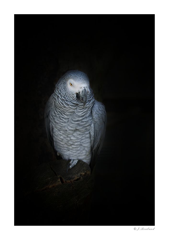 African grey parrot