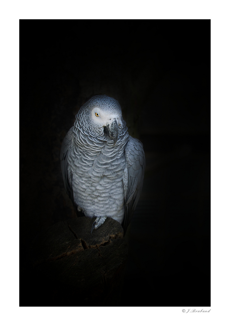 African grey parrot