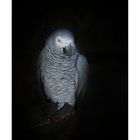 African grey parrot