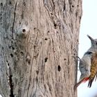 African grey woodpecker (Dendropicos goertae)