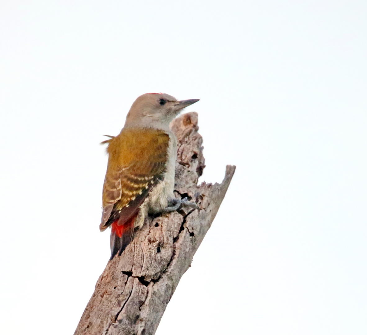 African grey woodpecker (Dendropicos goertae) ,Jungvogel