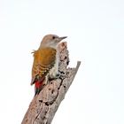 African grey woodpecker (Dendropicos goertae) ,Jungvogel