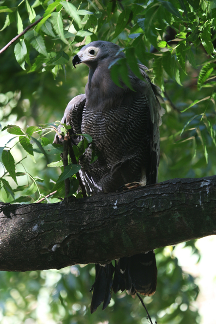 AFRICAN HARRIER HAWK