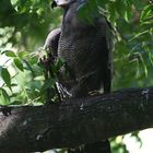 AFRICAN HARRIER HAWK