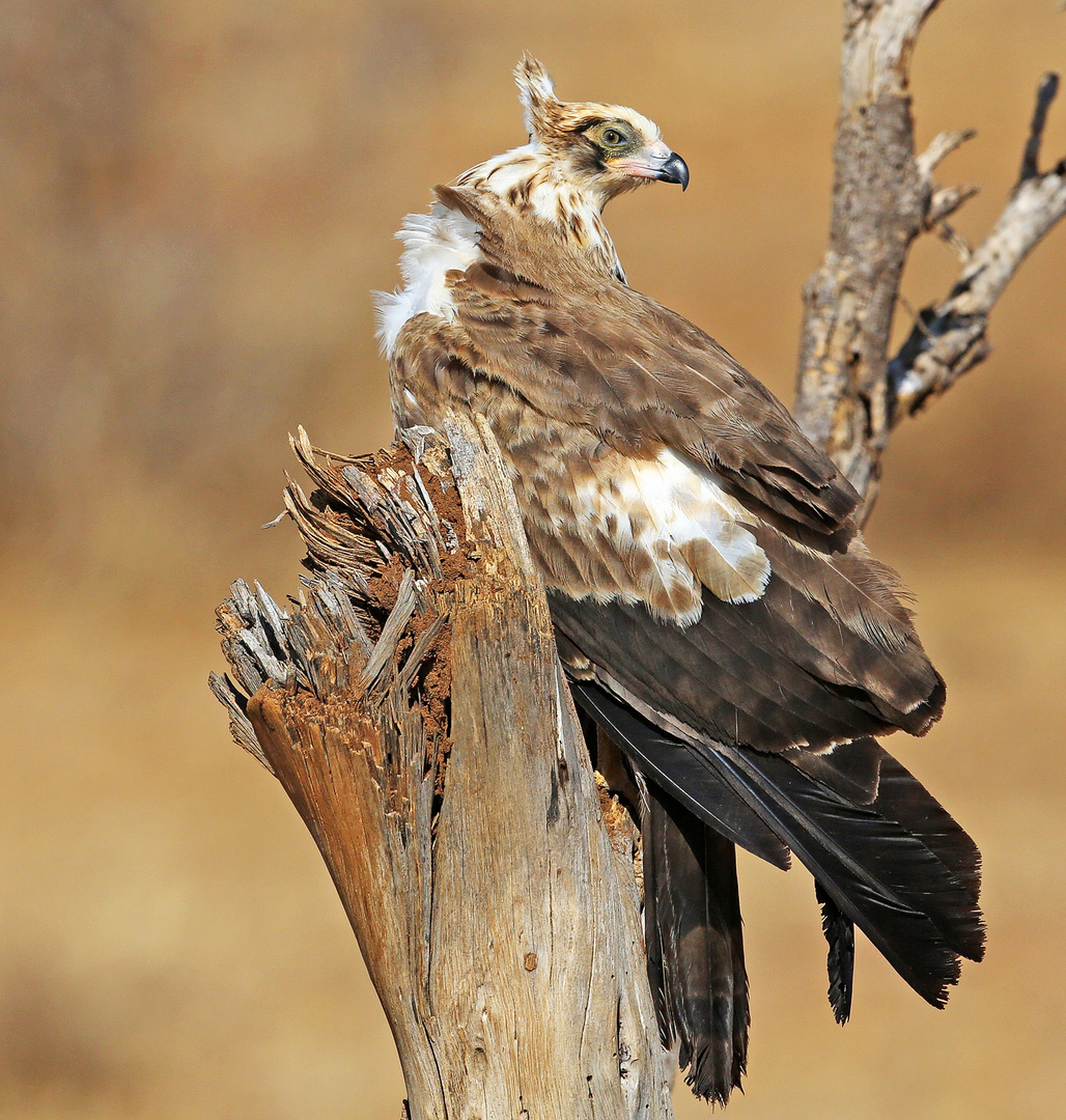 African Harrier Hawk