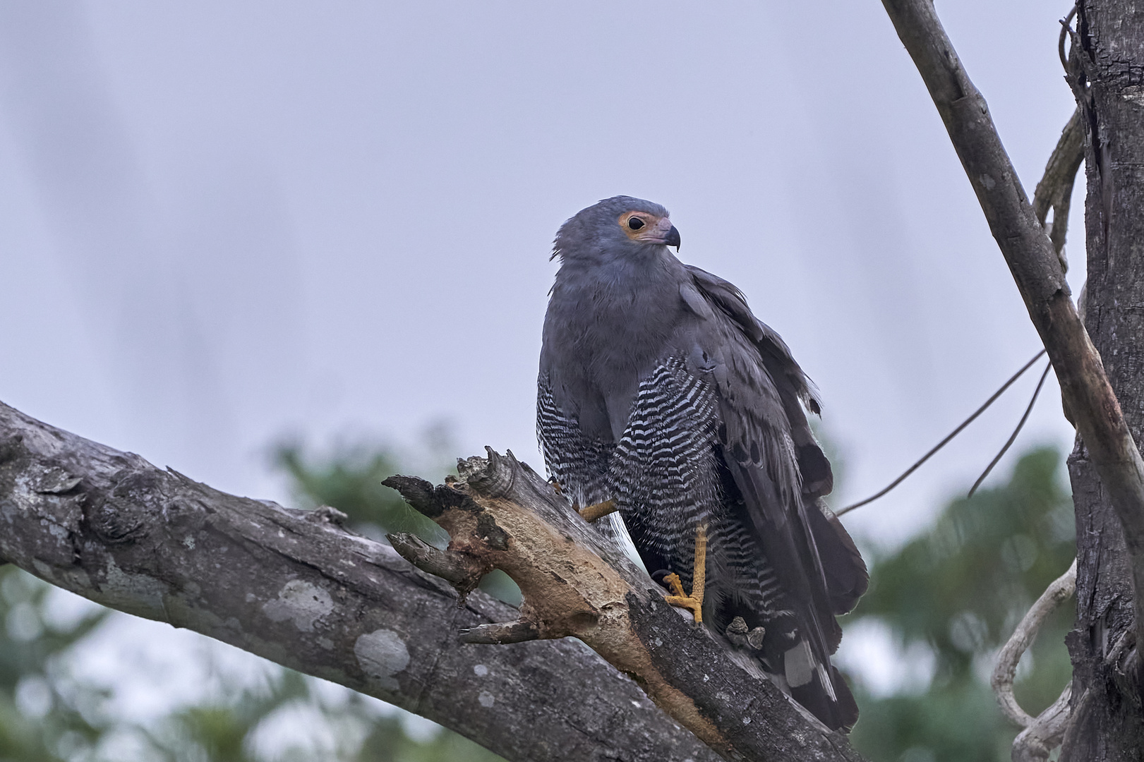 African Harrier-Hwak