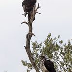 African hawk-eagle