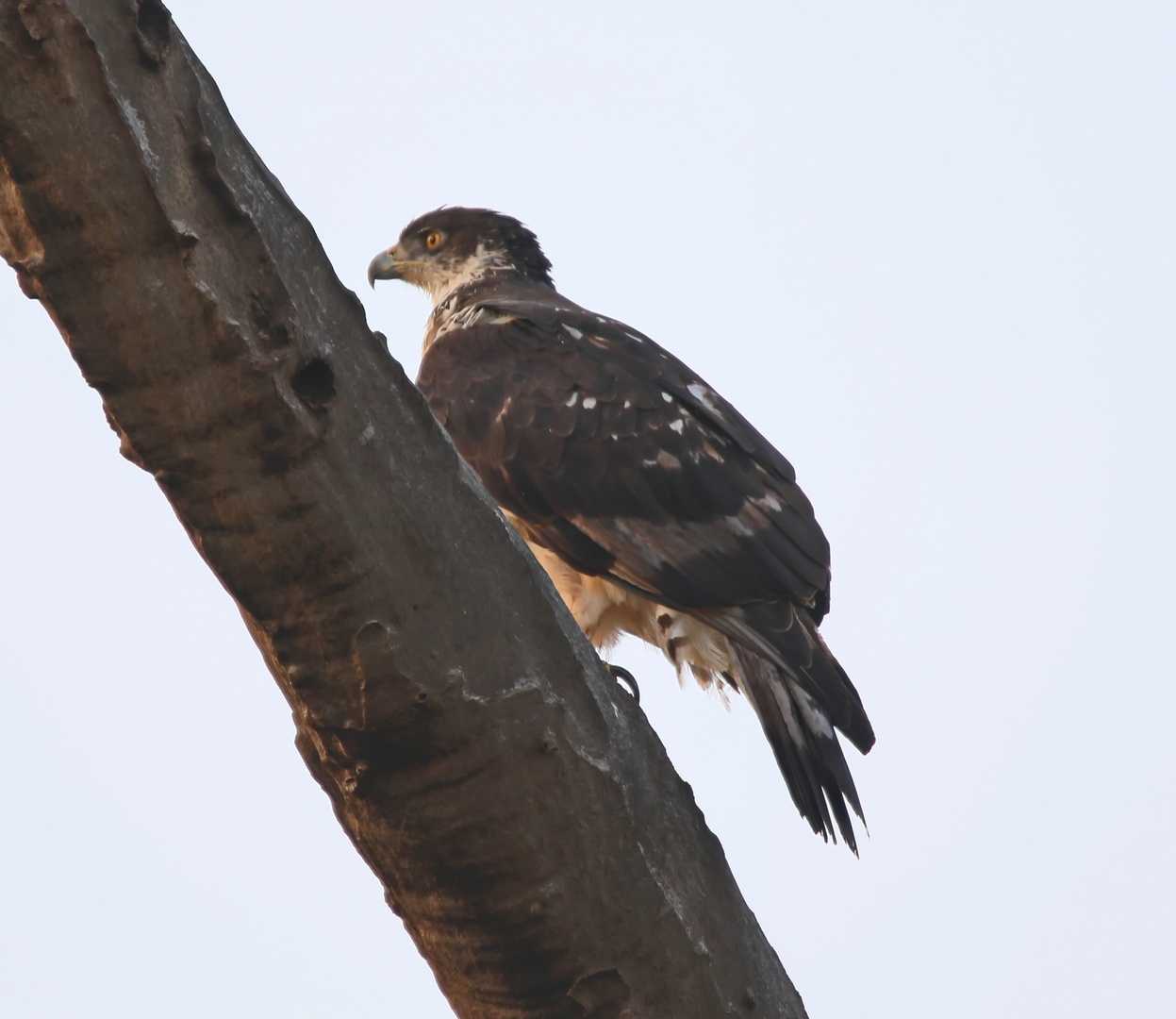 African Hawk-Eagle 