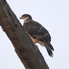 African Hawk-Eagle 