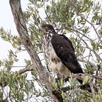 African hawk-eagle,Afrikanischer Habichtsadler