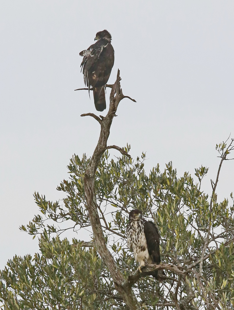 African hawk-eagle,Aquila spilogaster