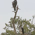 African hawk-eagle,Aquila spilogaster